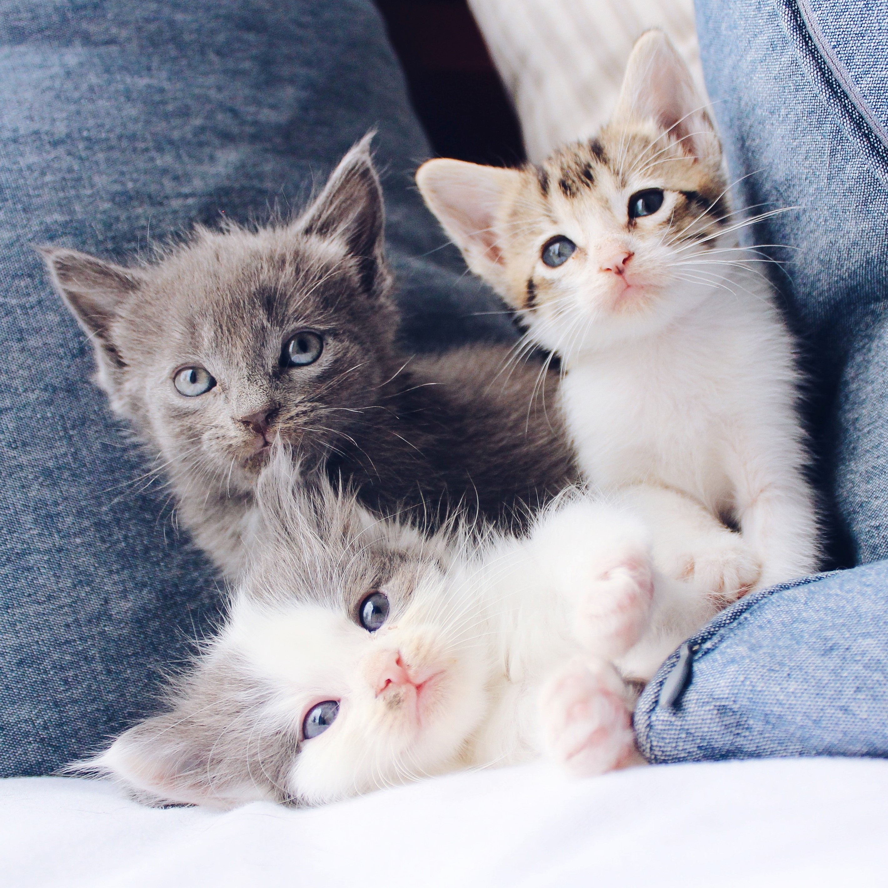 Cute kittens on a couch to improve web content.